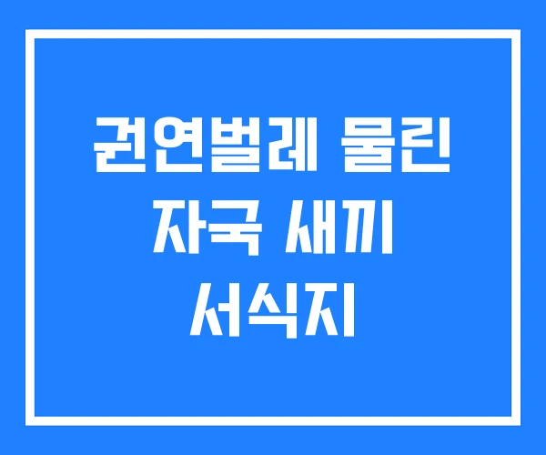 권연벌레 물린 자국 새끼 서식지 권연벌레 물린 자국 새끼 서식지