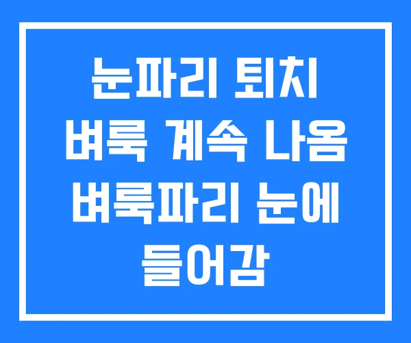 눈파리 퇴치 벼룩 계속 나옴 벼룩파리 눈에 들어감 눈파리 퇴치 벼룩 계속 나옴 벼룩파리 눈에 들어감