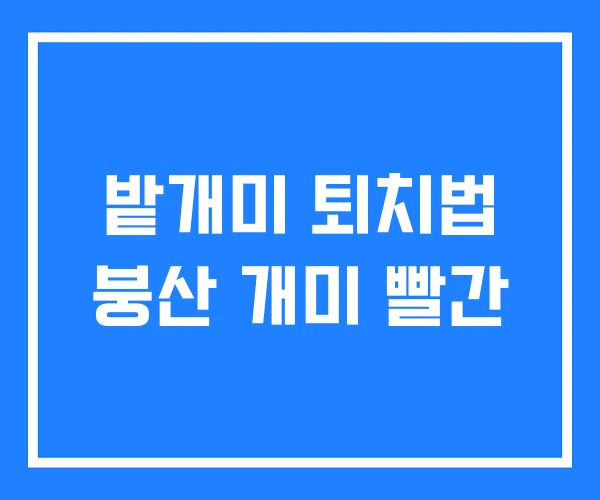 밭개미 퇴치법 붕산 개미 빨간 밭개미 퇴치법 붕산 개미 빨간