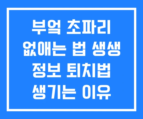 부엌 초파리 없애는 법 생생 정보 퇴치법 생기는 이유
