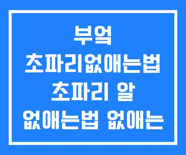 부엌 초파리없애는법 초파리 알 없애는법 없애는 법 부엌 초파리없애는법 초파리 알 없애는법 없애는 법