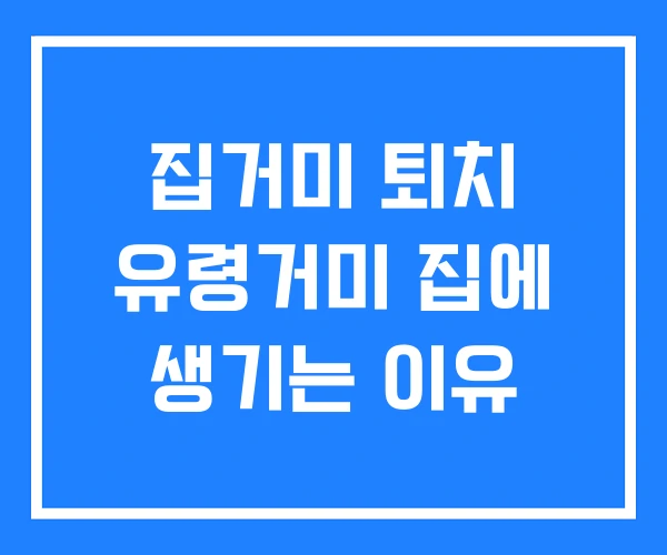 집거미 퇴치 유령거미 집에 생기는 이유